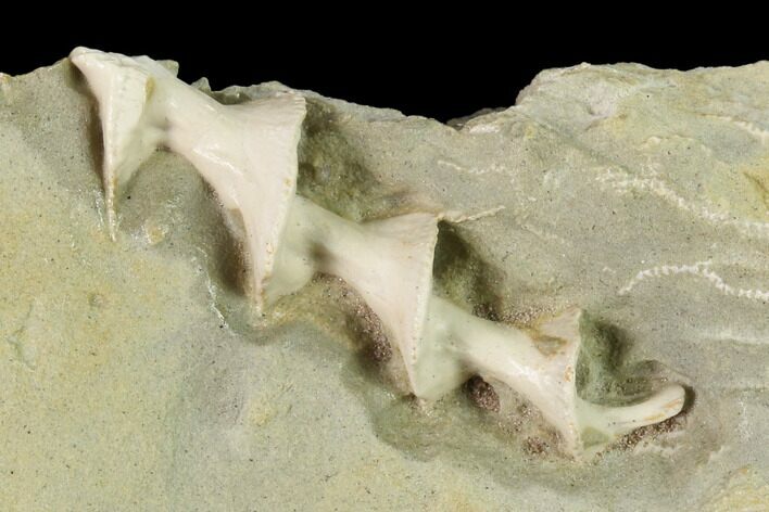 Archimedes Screw Bryozoan Fossil - Missouri #148976